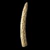 Ivory Tusk, Kongo, D.R. Congo, Accession No. 12.34.2